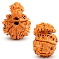 savar-rudraksha-bead-natural-and-energised-savar-naag-rudraksha-bead