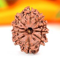 10 Mukhi Rudraksha Beads | Dus Mukhi, Ten Faced Original Energised beads