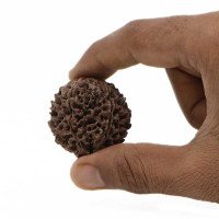 5-face-rudraksha-panchmukhi-rudraksha-30-mm