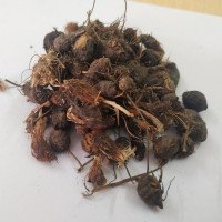 purple-nut-sedge-nut-grass-dried-raw-korai-kilangu