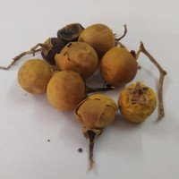 solanum-trilobatum-kandankathiri