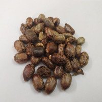 castor-seeds-raw-aamanakku-vithai
