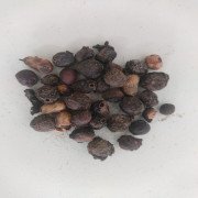 Jamun Tree Seed Dried (raw) / Naval Kottai