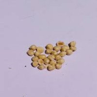 hazelnuts-without-shell-findak-phindak-filbert-fruit-cobnuts-filberts-corylus-avellana-filbert-nut