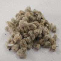 hatti-beeja-cotton-seeds-raw-paruthi-vidhai-250gm