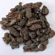 Lakh Pipal - Lakh Peepal - Peepal Gond - Pipal Gond LAKSHMI PEEPAL